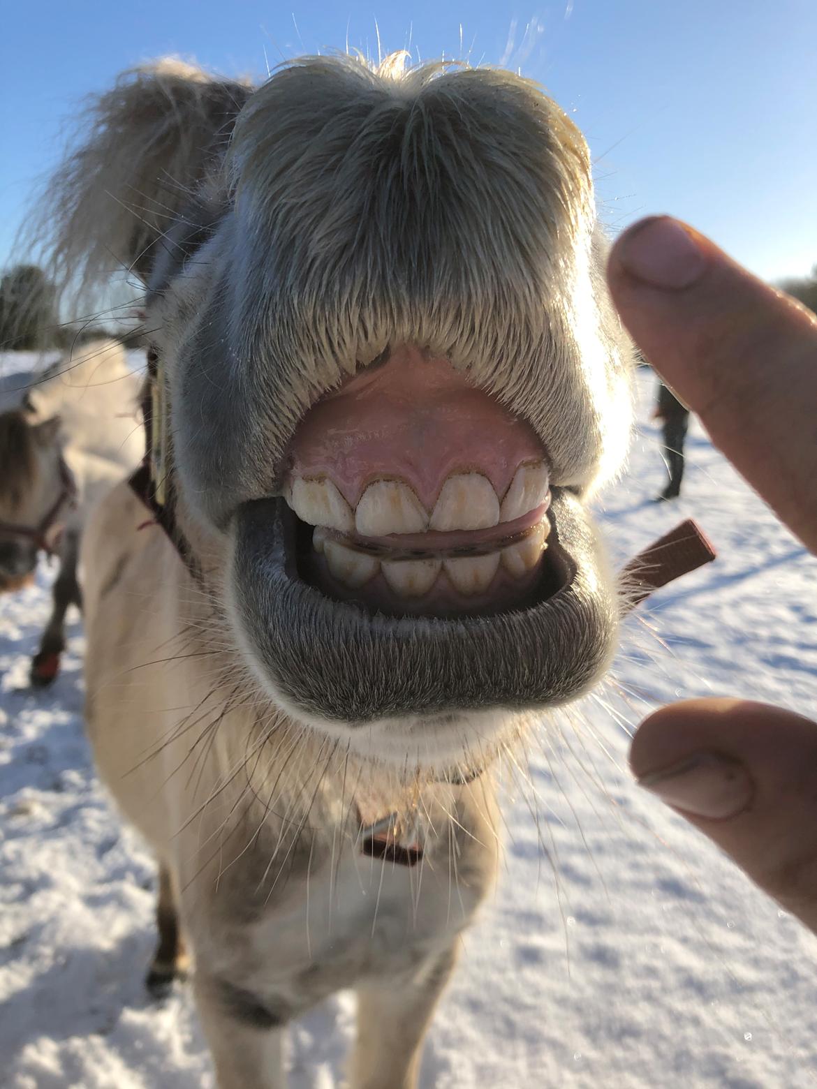 Fjordhest Gyldenfjords kida billede 5