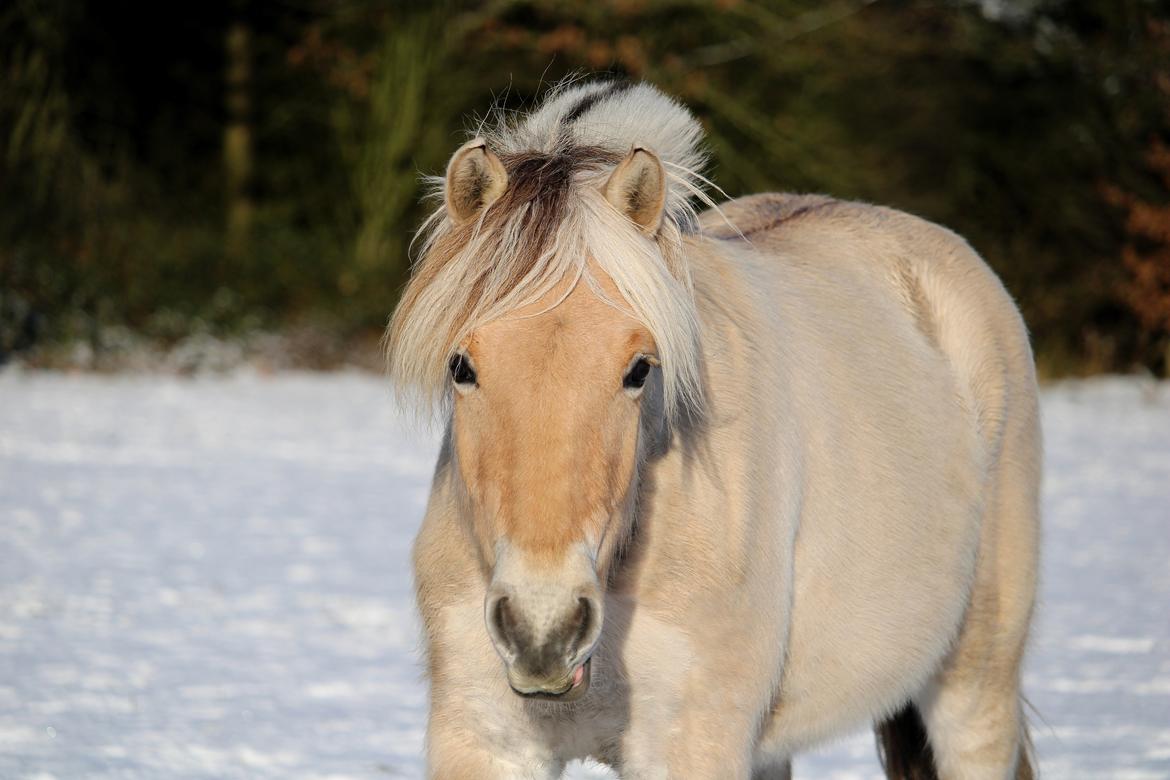 Fjordhest Gyldenfjords kida billede 6