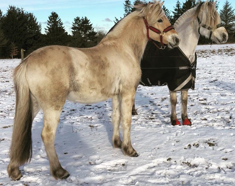 Fjordhest Gyldenfjords kida billede 8