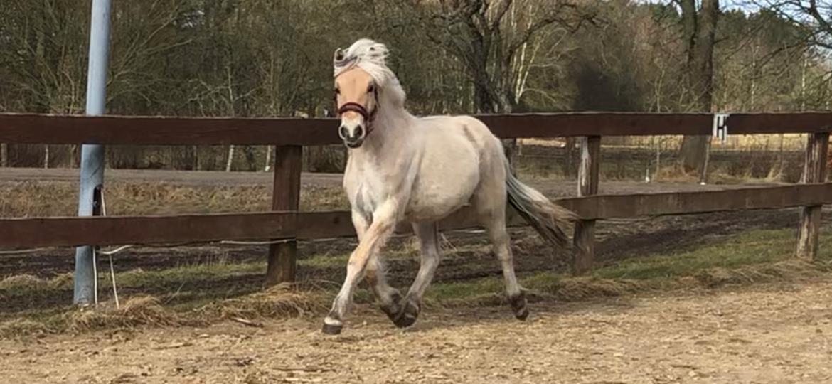 Fjordhest Gyldenfjords kida billede 9