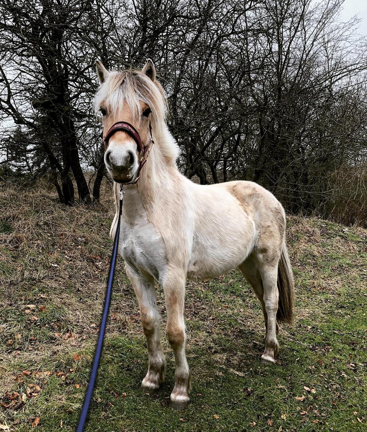 Fjordhest Gyldenfjords kida billede 7