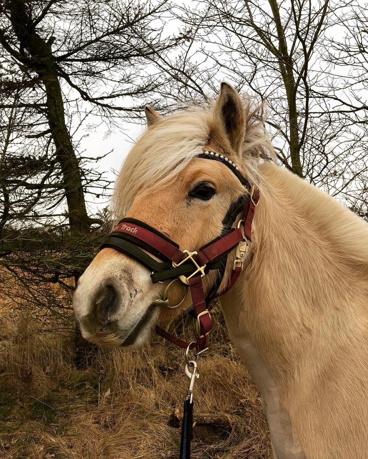Fjordhest Gyldenfjords kida billede 11