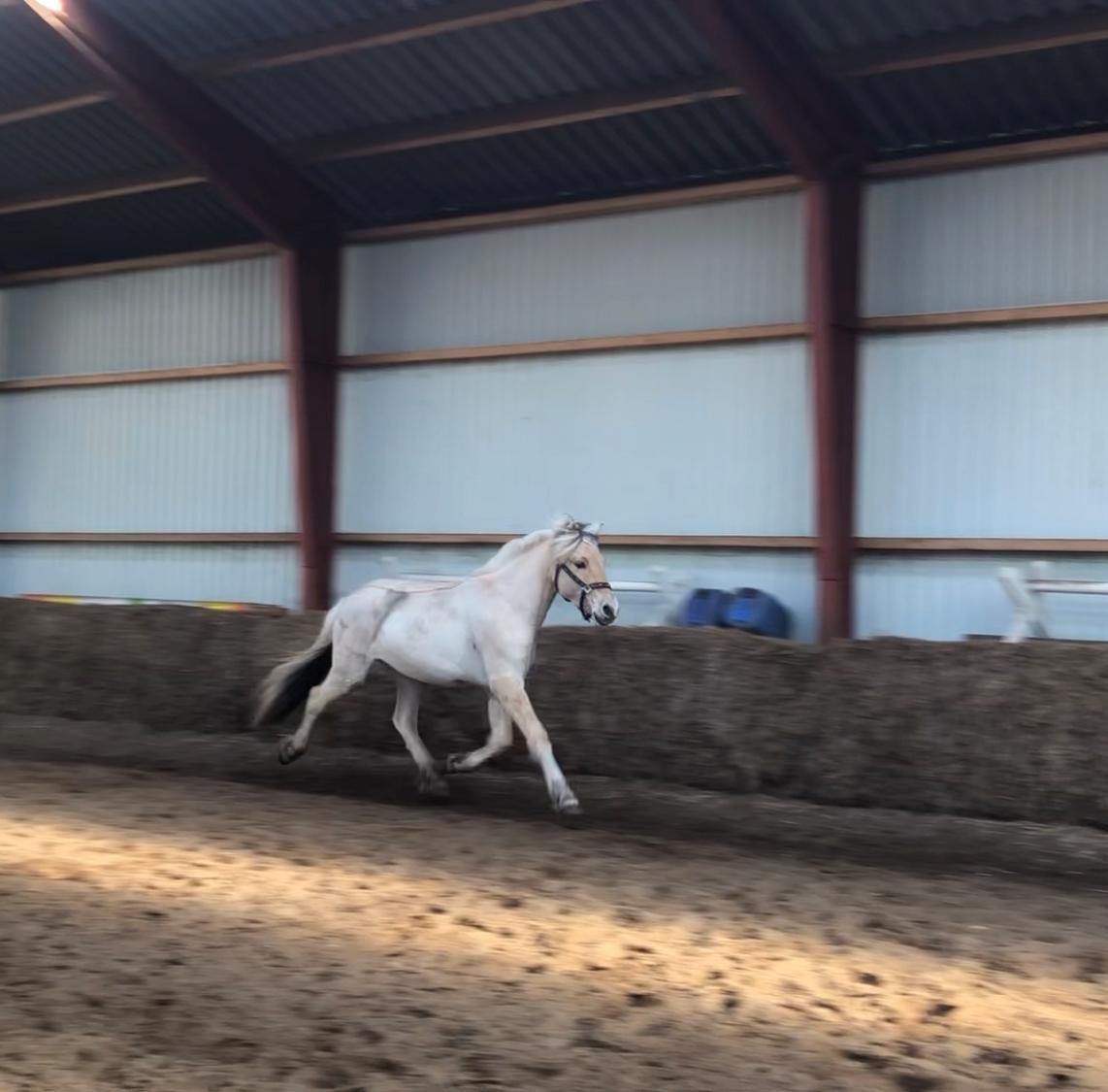 Fjordhest Gyldenfjords kida billede 12