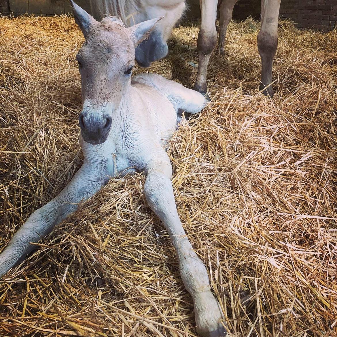 Fjordhest Gyldenfjords kida billede 13