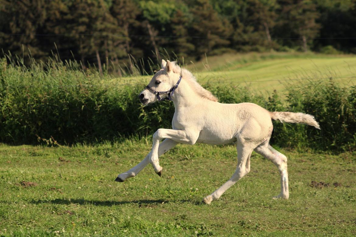 Fjordhest Gyldenfjords kida billede 14