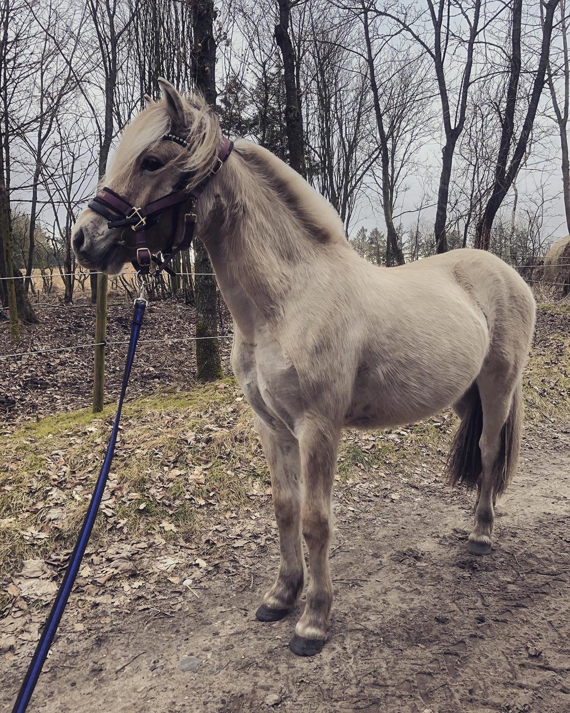 Fjordhest Gyldenfjords kida billede 10