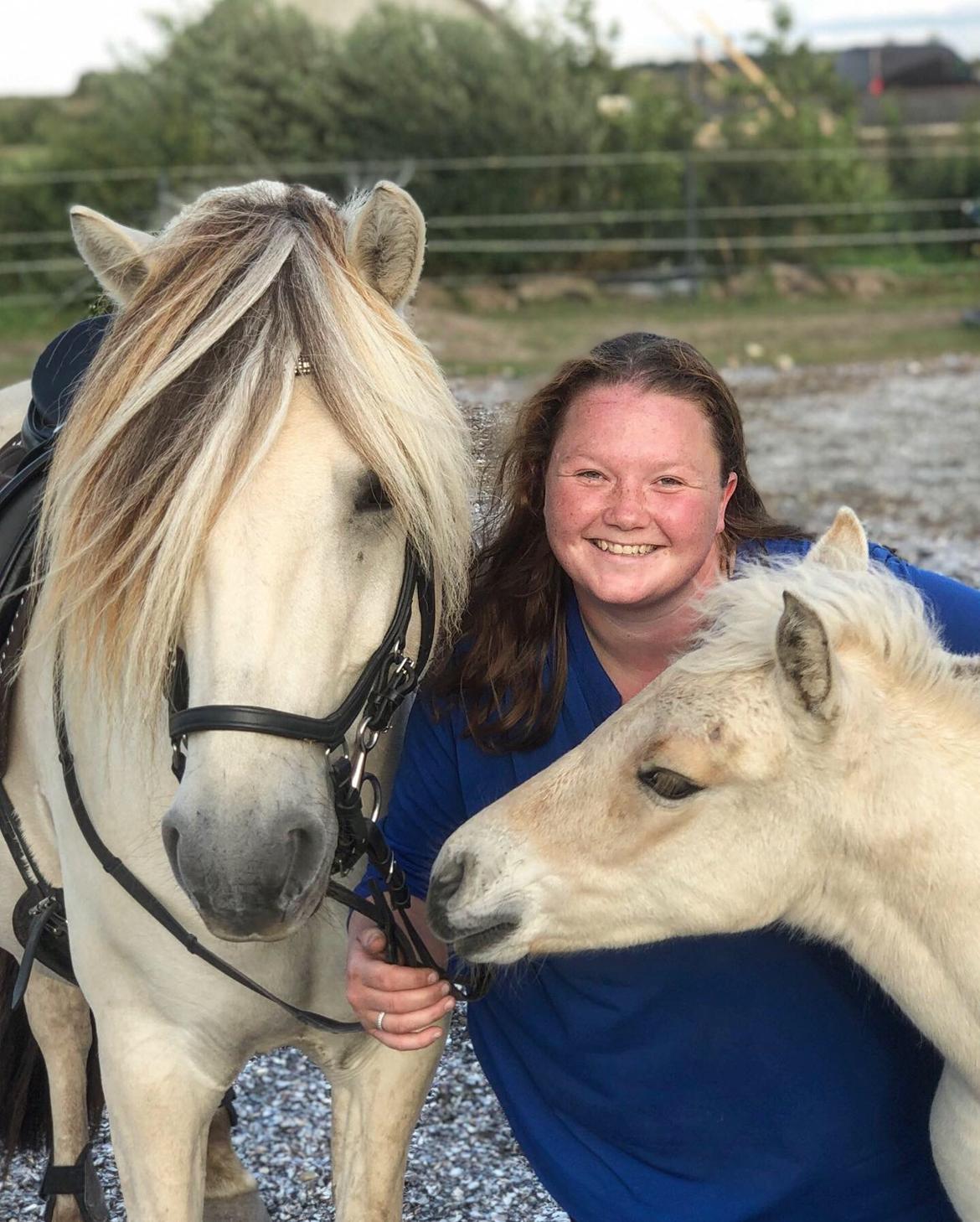 Fjordhest Gyldenfjords kida billede 16