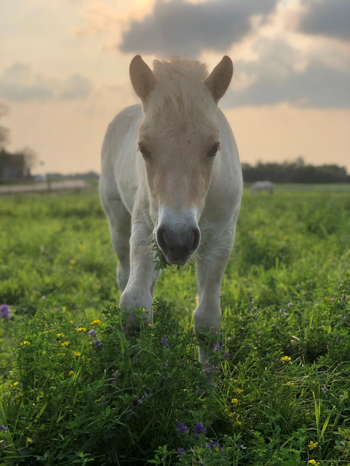 Fjordhest Gyldenfjords kida billede 15