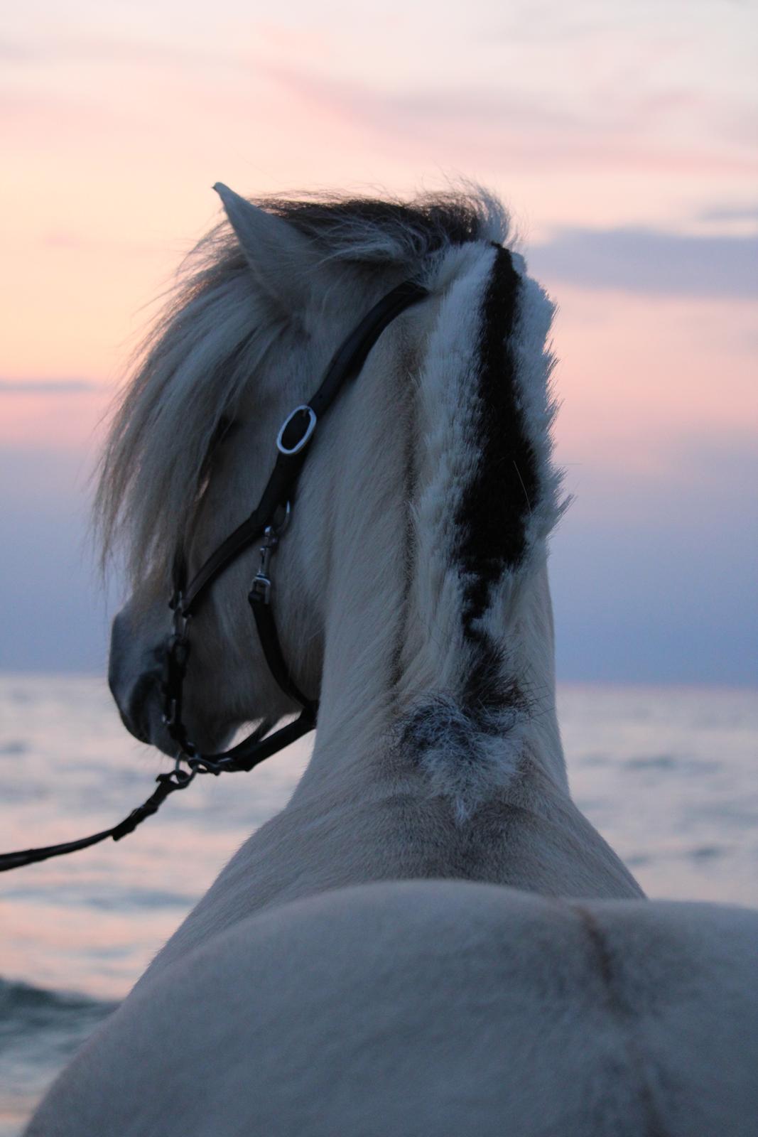 Fjordhest Kaja højmark billede 11
