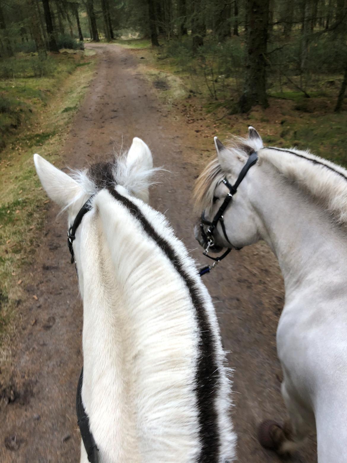Fjordhest Kaja højmark billede 14