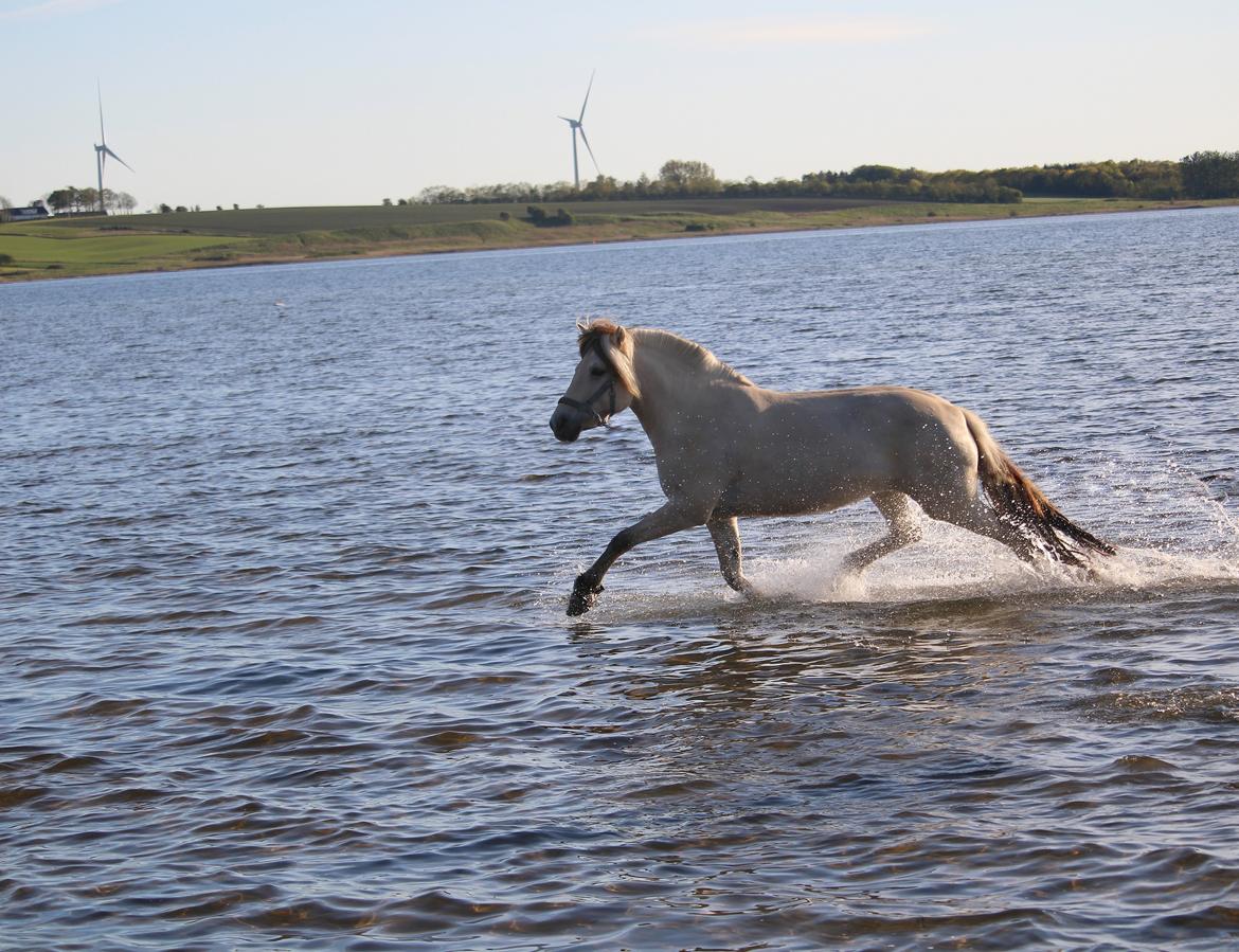 Fjordhest Kaja højmark billede 19
