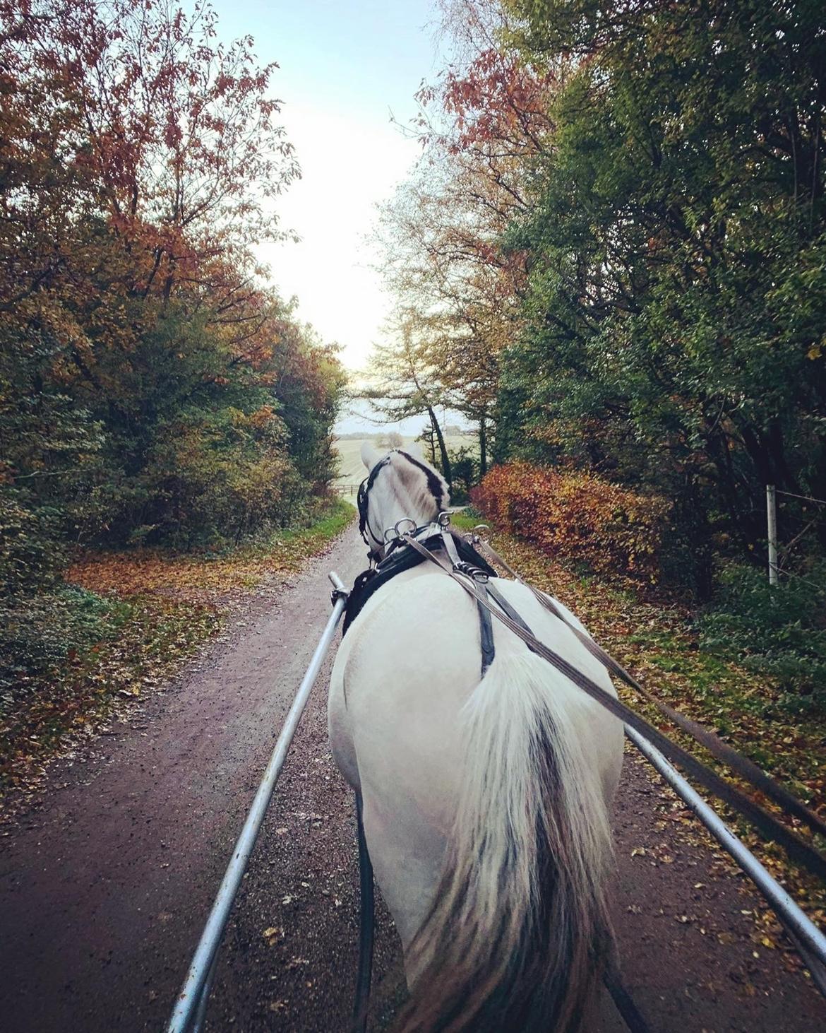 Fjordhest Kaja højmark billede 16