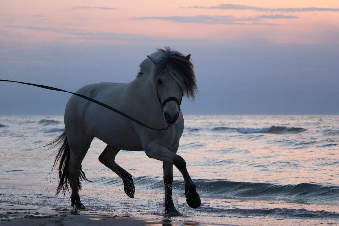 Fjordhest Kaja højmark billede 17