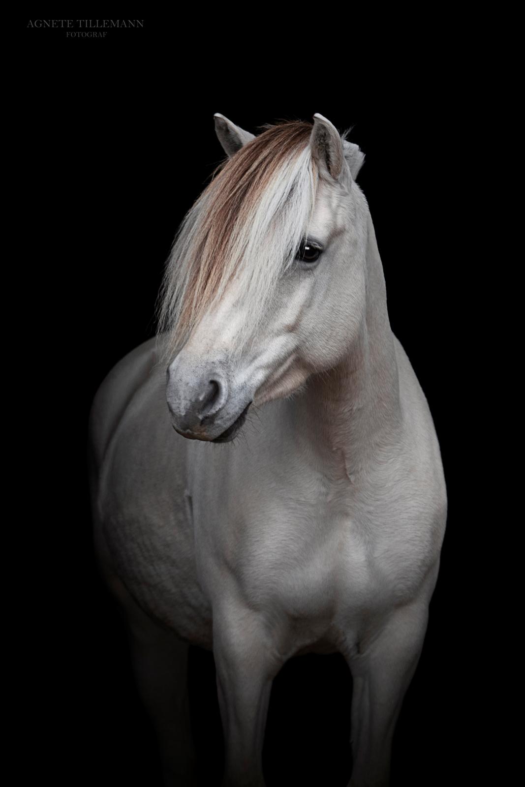 Fjordhest Kaja højmark billede 18