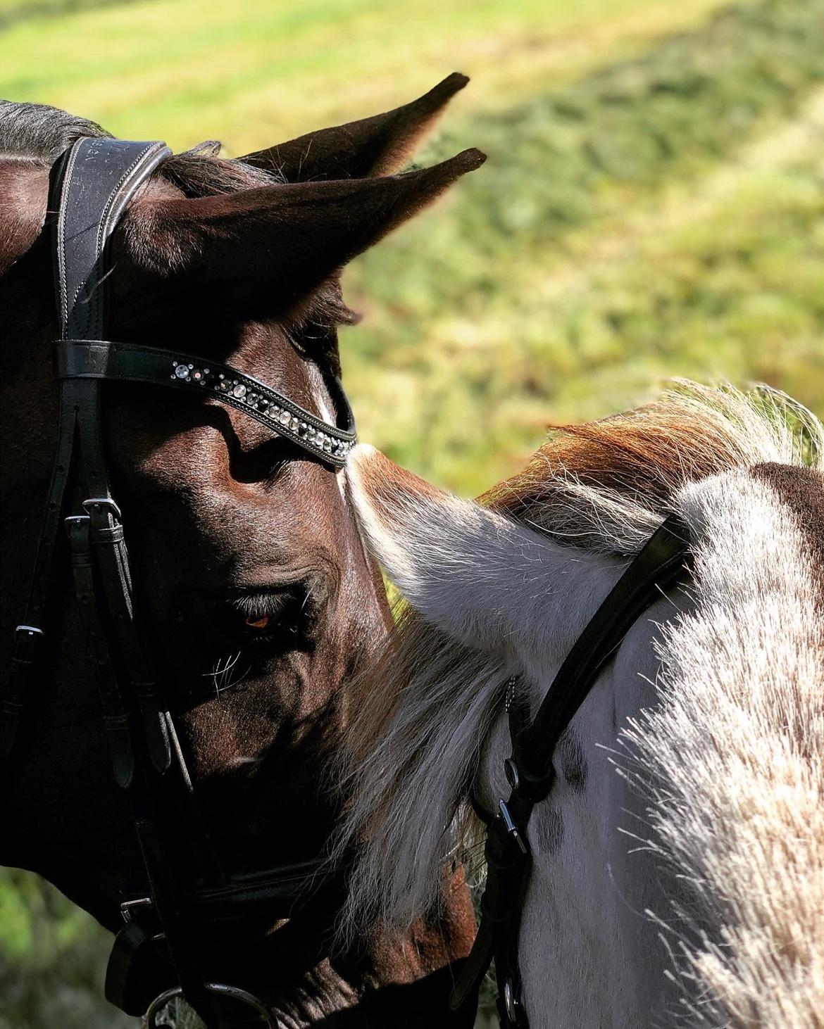Fjordhest Melvejs gabbi billede 13