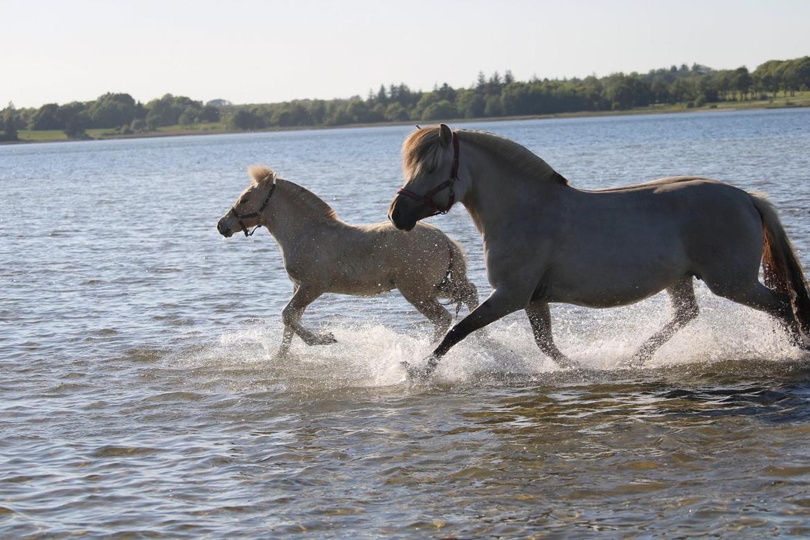 Fjordhest Melvejs gabbi billede 14