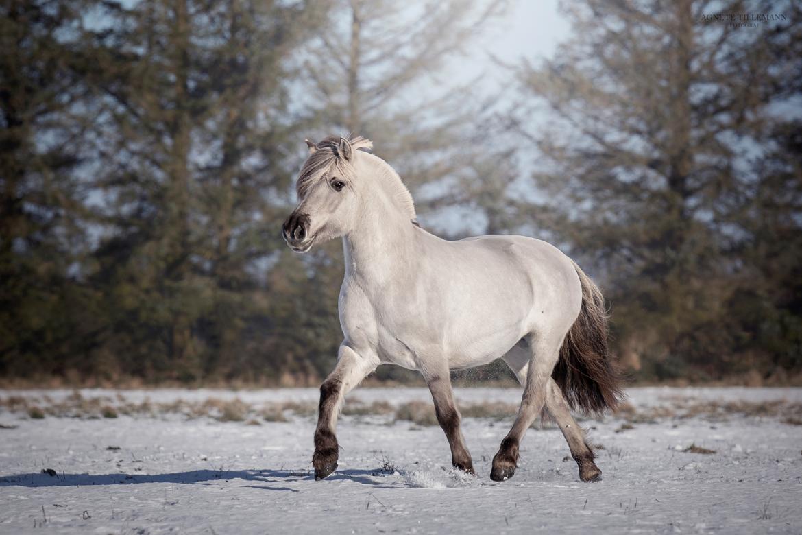Fjordhest Melvejs gabbi billede 16