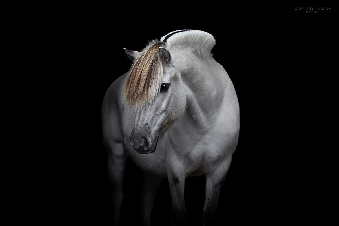 Fjordhest Melvejs gabbi billede 19