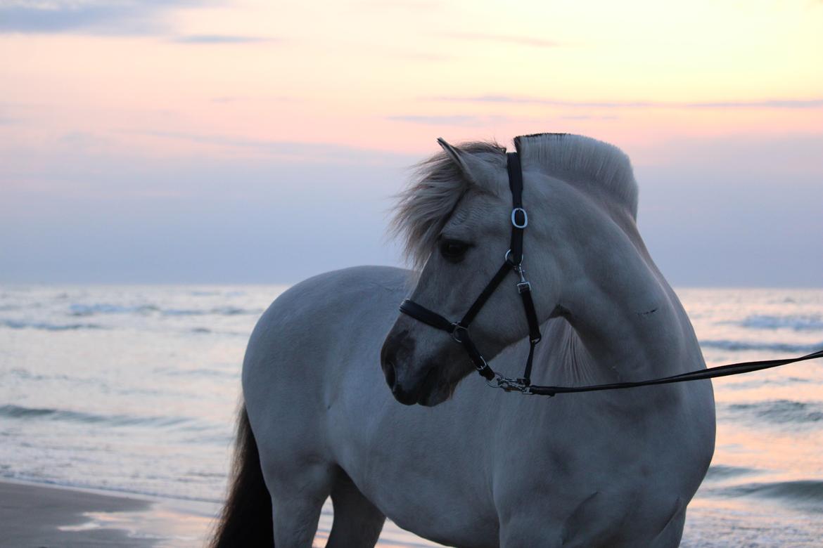 Fjordhest Melvejs gabbi billede 20