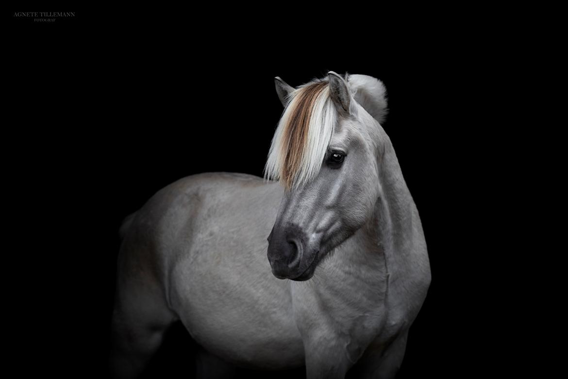 Fjordhest Gyldenfjords valiant billede 8
