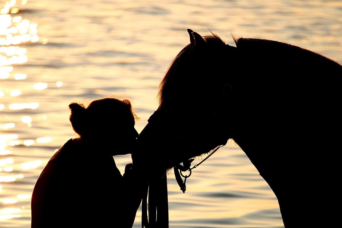 Fjordhest Gyldenfjords valiant billede 9
