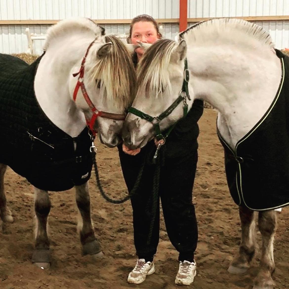 Fjordhest Gyldenfjords valiant billede 12