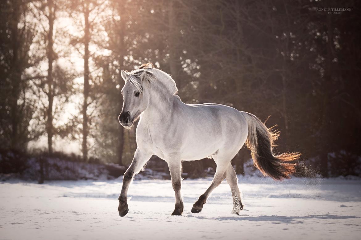Fjordhest Gyldenfjords valiant billede 13