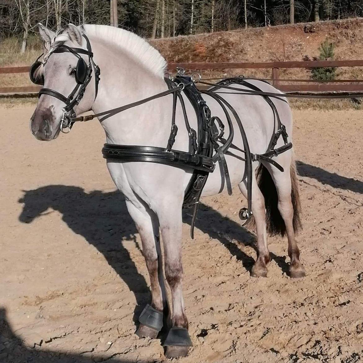 Fjordhest Gyldenfjords valiant billede 16