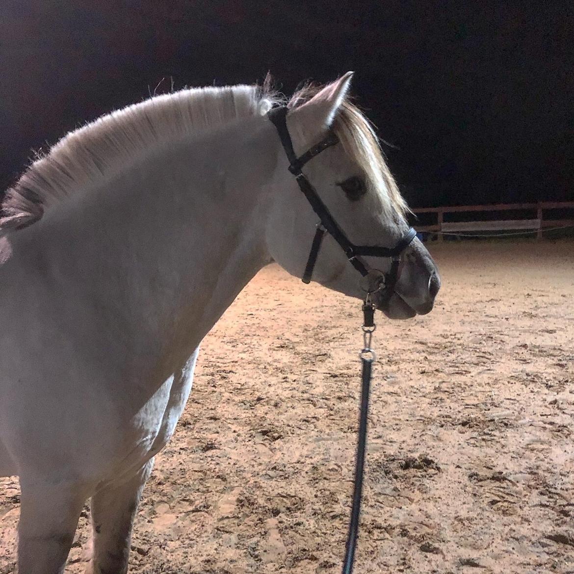 Fjordhest Gyldenfjords valiant billede 17