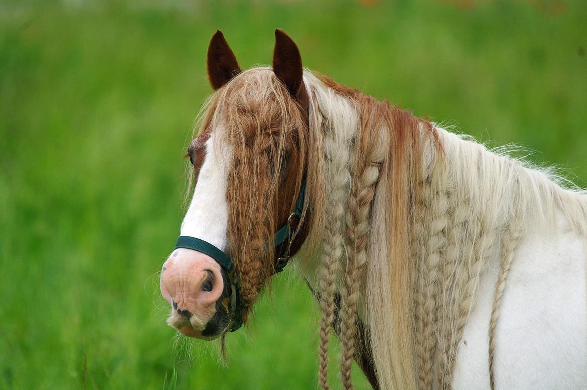 Irish Cob Lester billede 3