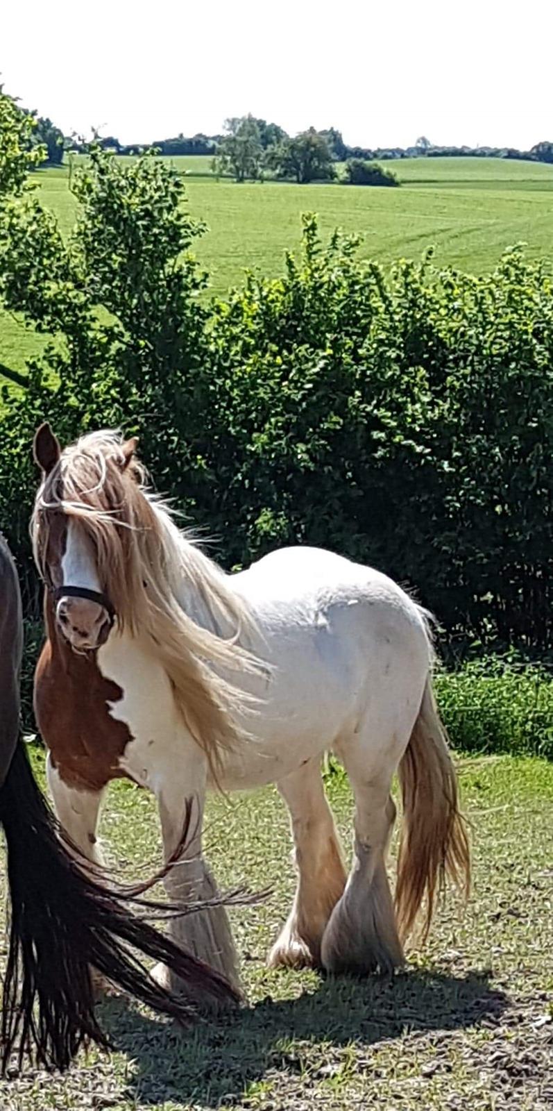 Irish Cob Lester billede 4