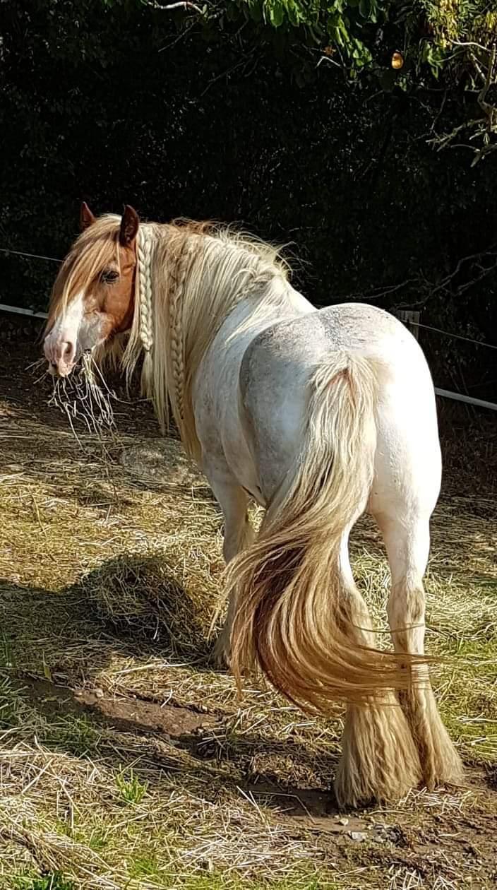 Irish Cob Lester billede 5