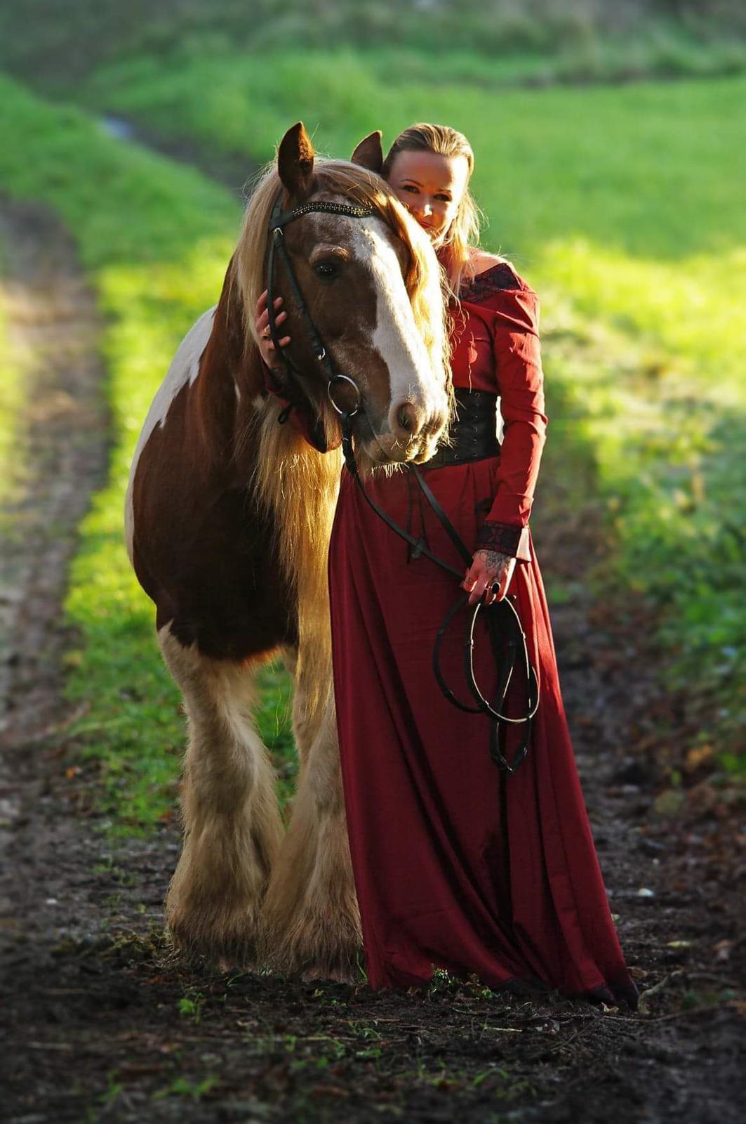 Irish Cob Lester billede 7