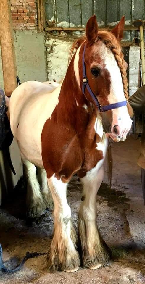 Irish Cob Lester billede 10