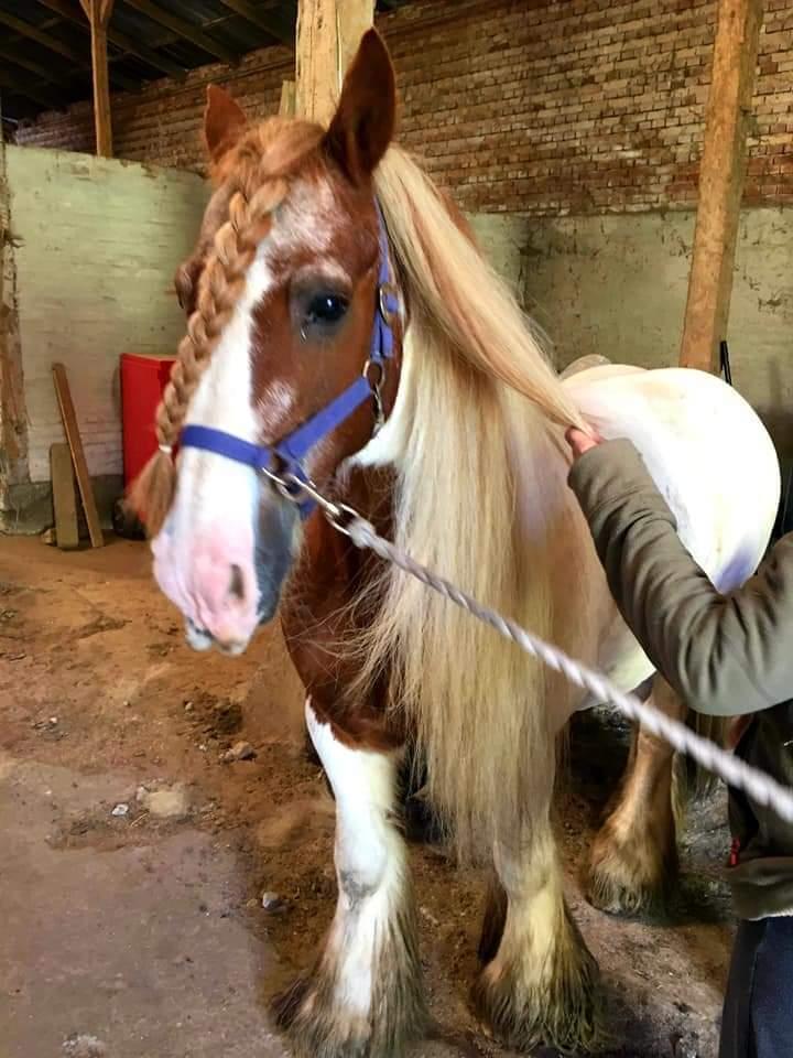 Irish Cob Lester billede 9