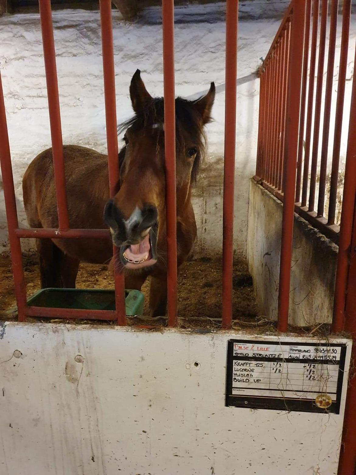 Welsh Partbred (Sec F) Struntze´s Glowing Power RSDH 878 billede 8