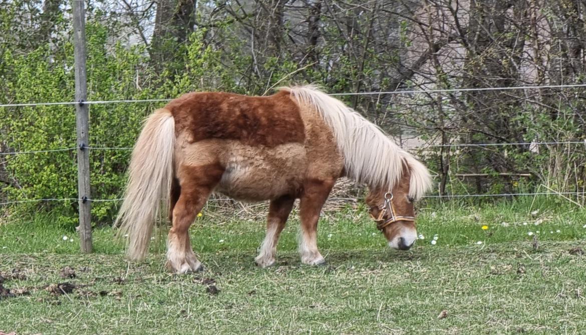 Shetlænder I Bella [Tilde - Lånepony] billede 4