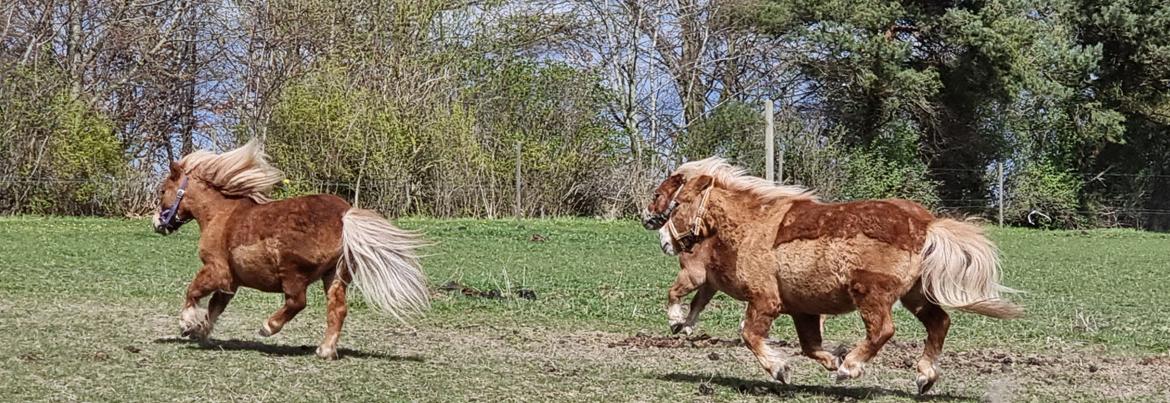 Shetlænder I Bella [Tilde - Lånepony] billede 3