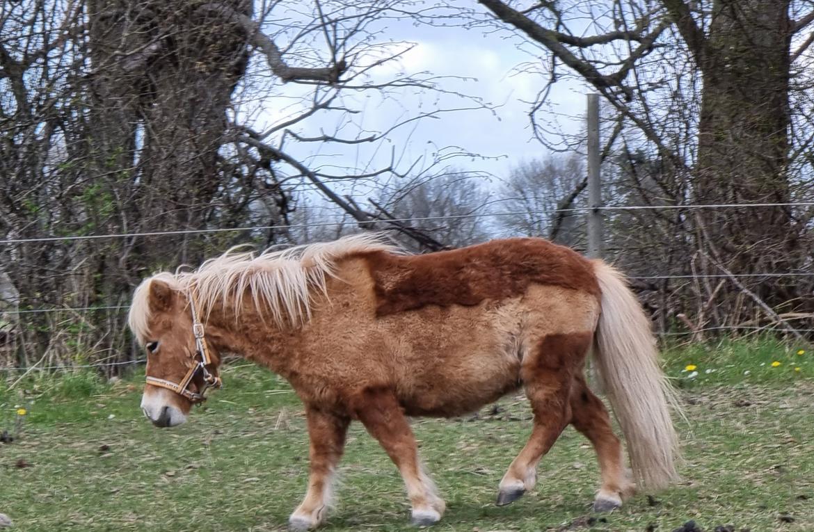 Shetlænder I Bella [Tilde - Lånepony] billede 5