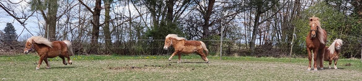 Shetlænder I Bella [Tilde - Lånepony] billede 6