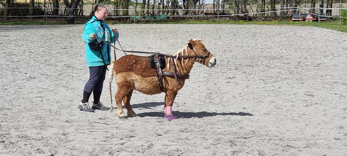 Shetlænder I Bella [Tilde - Lånepony] billede 10