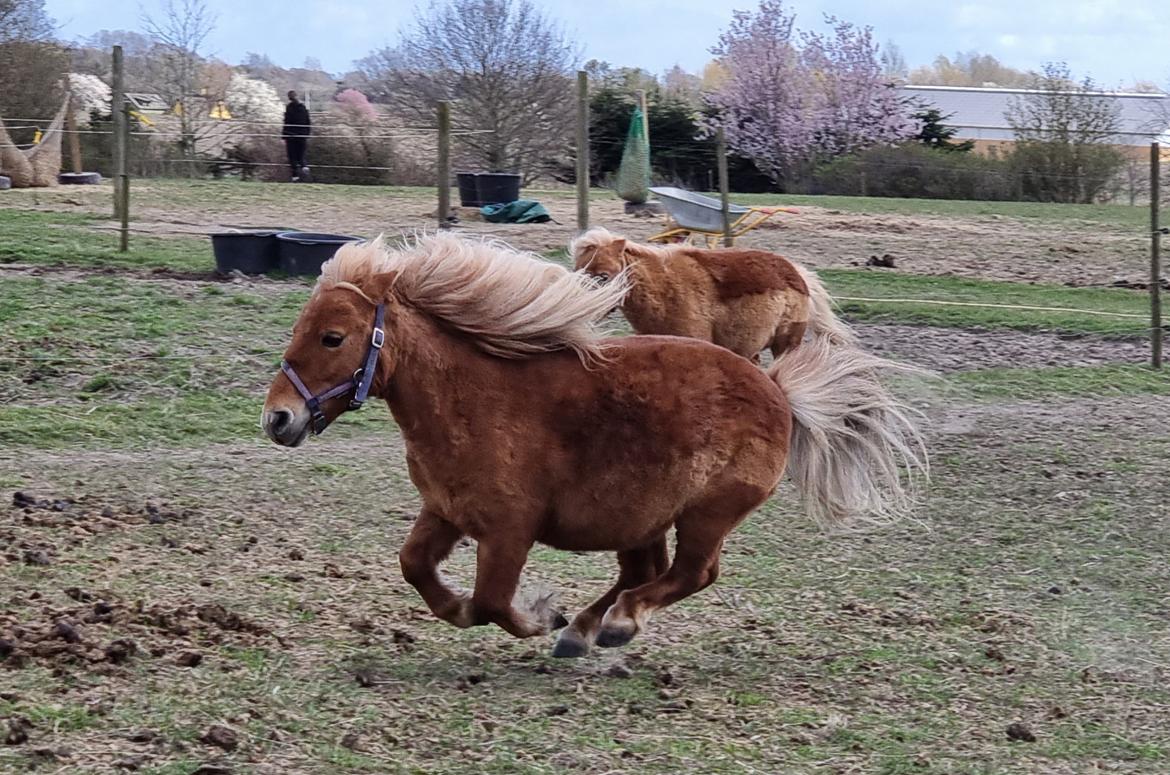 Shetlænder I Bølle [Lånepony] billede 21
