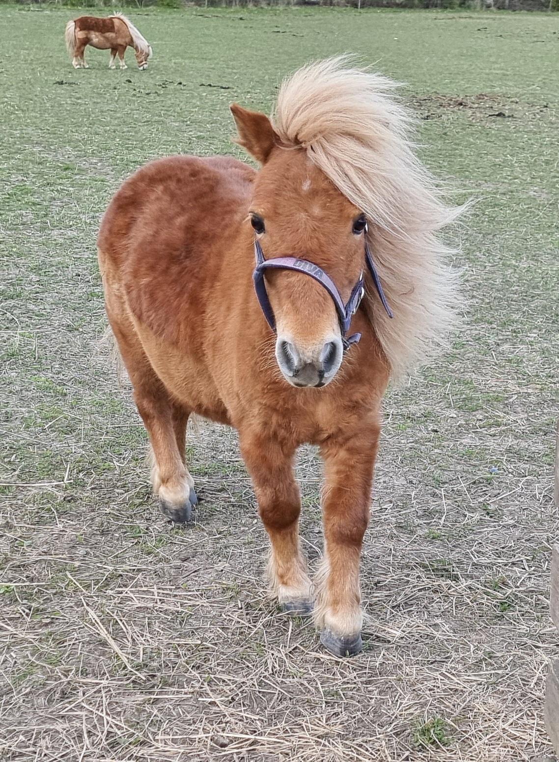 Shetlænder I Bølle [Lånepony] billede 7