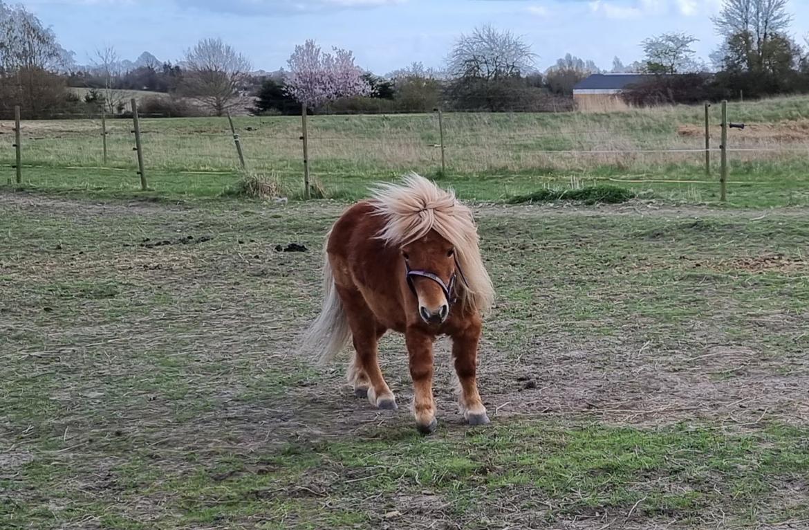 Shetlænder I Bølle [Lånepony] billede 6