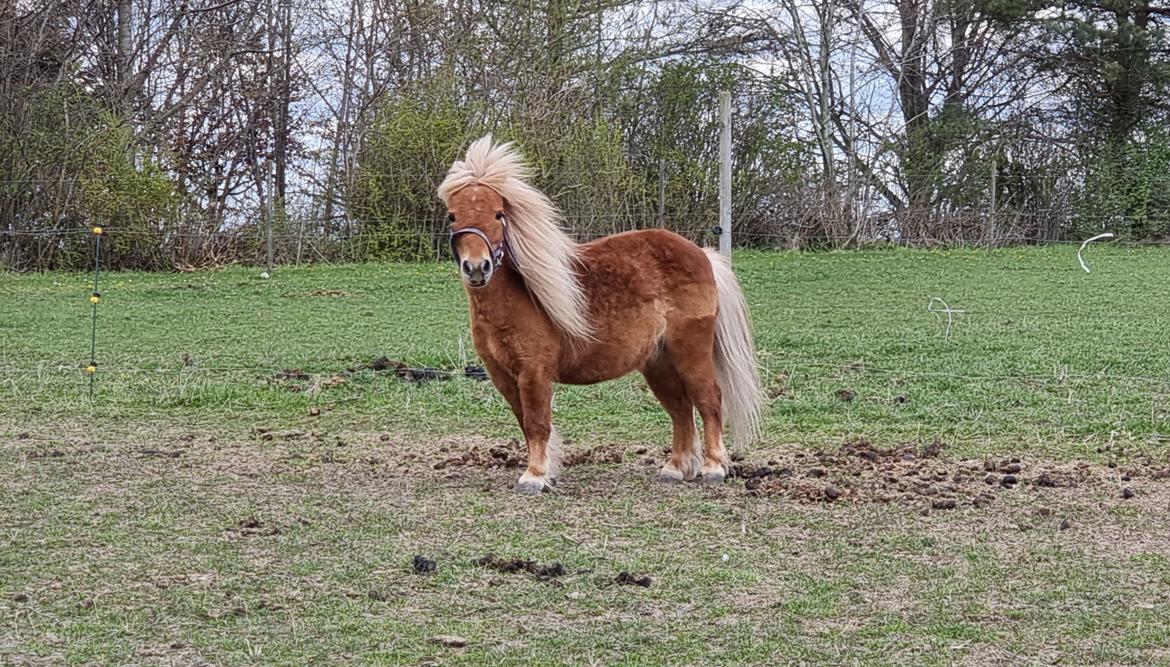 Shetlænder I Bølle [Lånepony] billede 2