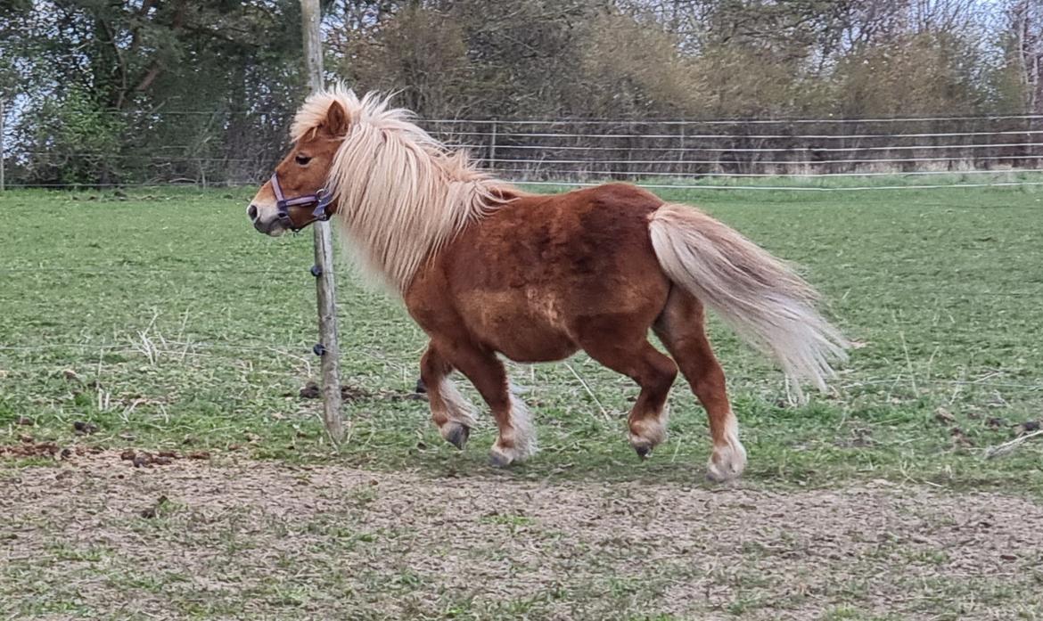 Shetlænder I Bølle [Lånepony] billede 1