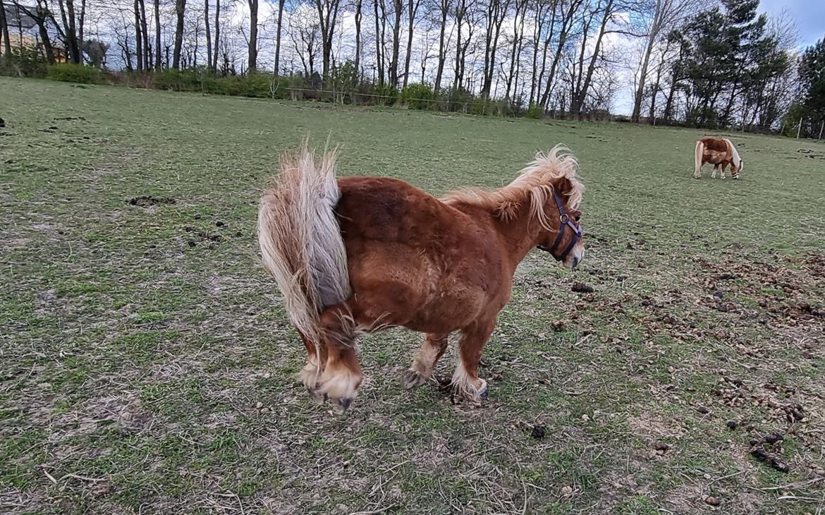 Shetlænder I Bølle [Lånepony] billede 5