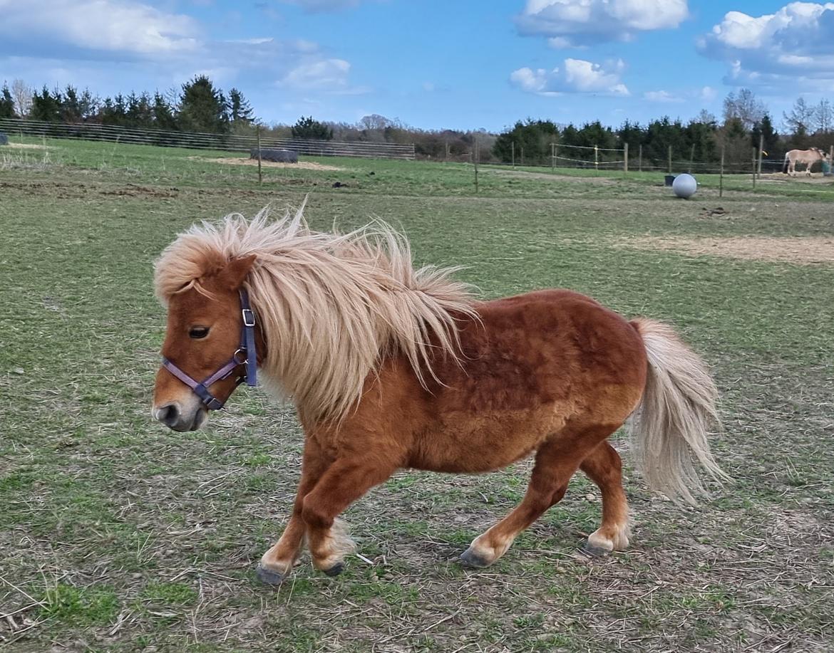 Shetlænder I Bølle [Lånepony] billede 3
