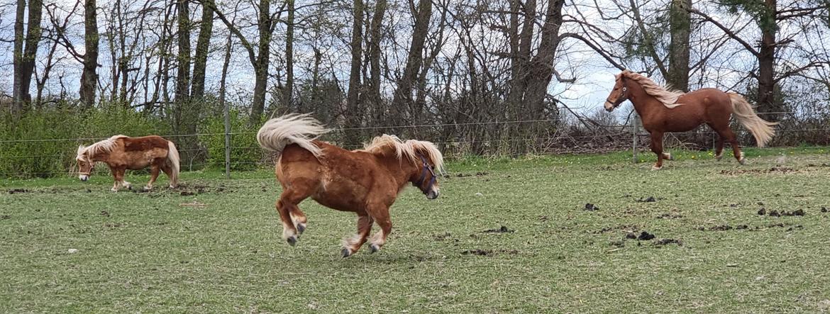 Shetlænder I Bølle [Lånepony] billede 8