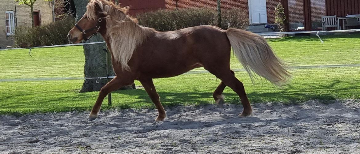 Islænder Náttsól Ninja Nyx billede 2